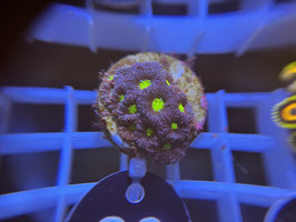 KORALLE 30 - BLUE/ RED MICROMUSSA - Bettina-r8r ​​