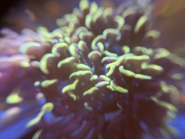 KORALLE 70 - ULTRA BIG BLACK GOLD PARAANCORA - FREI ZUM KAUF