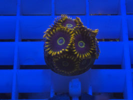 KORALLE 38 - RAINBOW HORNETS ZOANTHUS - Bastian Kaltofen Mitglied (1 Jahr) ​