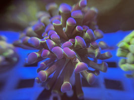 KORALLE 88 - hologram paraancora - FREI ZUM KAUF