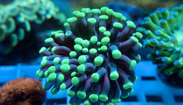 KORALLE 85 - ULTRA GREEN TIPS PARAANCORA