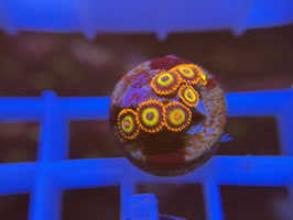 KORALLE 33 - FROOT LOOPS ZOANTHUS - Monique (Assassine) ​​