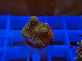 KORALLE 76 - RAH MONTIPORA GRAFTED DIGITATA - FREI ZUM KAUF