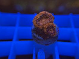 KORALLE 46 - RED MICROMUSSA