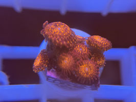 KORALLE 29 - NIGHTMARE ZOANTHUS - @Bettina-r8r ​​