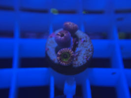 KORALLE 37 - PINK HIPPO ZOANTHUS - Manuel Hartmann ​​