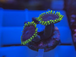 KORALLE 71 - JOKER ZOANTHUS