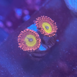PINK HIPPO ZOANTHUS