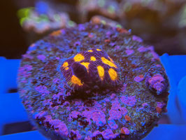 KORALLE 69 - WWC BEJEWELED FAVIA - FREI ZUM KAUF