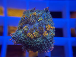 KORALLE 9 - HAIRY BUBBLE BOUNCE MUSHROOM - FREI ZUM KAUF