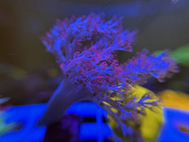 KORALLE 6 - Capnella imbricata - Bäumchenweichkoralle - Keniabäumchen