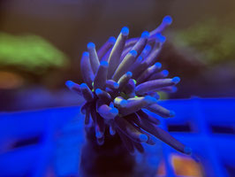 KORALLE 11 - TIGER TORCH - FREI ZUM KAUF