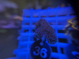 KORALLE 36 - MILKA STYLO