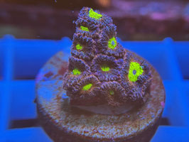 KORALLE 78 - AVATAR MICROMUSSA