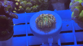 RAINBOW FUNGIA