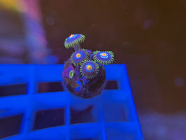 KORALLE 99 - STARGAZER ZOANTHUS -  Sarah ​​