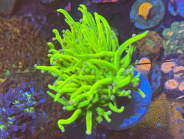 HOLY GRAIL TORCH - SPLITTING HEAD