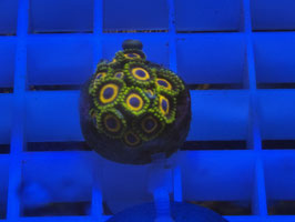 KORALLE 39 - JUNGLE AND REEF JUICE ZOANTHUS -  Maren Schoden ​​