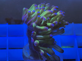 KORALLE 42 - TWO TONE PARAANCORA - Maren Schoden ​​