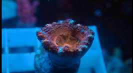 KORALLE 96 - AUSSIE ACAN