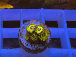 KORALLE 10 - PIKATCHU ZOANTHUS