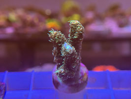 KORALLE 62 - PEACHY ACROPORA