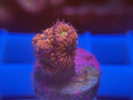 KORALLE 78 -  RED BLASTOMUSSA - @andreriethmuller7655 ​​