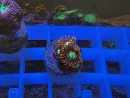 KORALLE 16 - FIREFLY ZOANTHUS