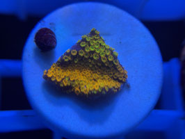 KORALLE 34 - rainbow Montipora - @TheHasesmaus ​​