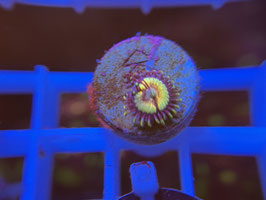 KORALLE 31 - PETROGLYPH ZOANTHUS *RARE* - IhreKleineWelt ​​