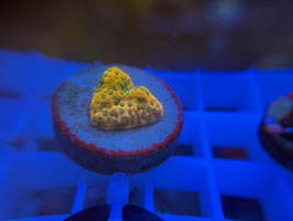 KORALLE 54  - GOLD RUSH MONITPORA