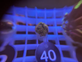 KORALLE 40 - BLACKBERRY VOODOO ZOANTHUS - @Bettina-r8r ​​