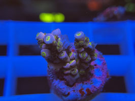 KORALLE 96 - ACROPORA TENUIS WALT DISNEY STYLE - Atze S. ​​