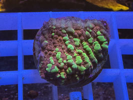 KORALLE 8 - ACID RAIN CHALICE