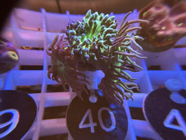 KORALLE 40 - BARTKORALLE NEON GRÜNER STAMM