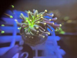 KORALLE 42 - JOKER TORCH - @dragosreefaquarium Mitglied (1 Jahr) ​​