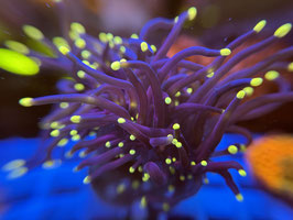 KORALLE 78 - BLACK TORCH/ YELLOW TIPS TORCH - FREI ZUM KAUF