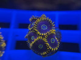 KORALLE 6 - RAINBOW HORNET ZOANTHUS