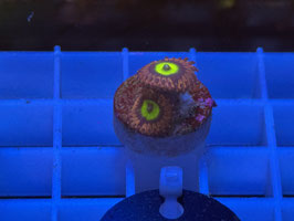 KORALLE 47 - PINK HIPPO ZOANTHUS