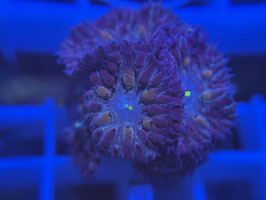 KORALLE 33 - BLASTOMUSSA MERLETTI - Dave Walter Mitglied (2 Jahre) ​​