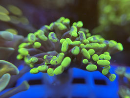 KORALLE 93 - TOXIC TIP PARAANCORA