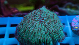 KORALLE 10 - ULTRA FUNGIA - RED TIPS ​​