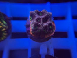 KORALLE 97 - KILL BILL FAVIA - @karstenkrah402 ​  #2 ​