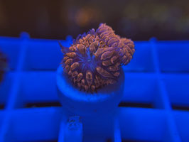 KORALLE 44 - RED LIPS BLASTOMUSSA