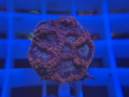 KORALLE 38 - PARANOIA FAVIA - Gabriella S ​​