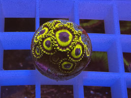 KORALLE 4 - LA LAKER ZOANTHUS