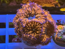 KORALLE 5 - RED LIPS BLASTOMUSSA MERLETTI