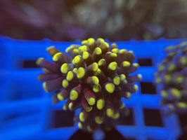 KORALLE 82 -  GOLD NUGGET PARAANCORA