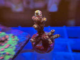 KORALLE 75 - JR FLAMING PIKATCHU ZOANTHUS ACROPORA -  DIE SCHEIBENGUCKER