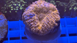KORALLE 87 - PINK/ ORANGE LOBOPHYLLIA - FREI ZUM KAUF